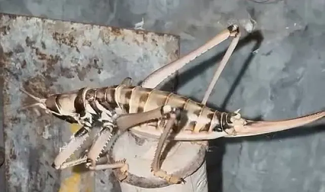 Elazığ'da etçil çekirgeler görüntülendi