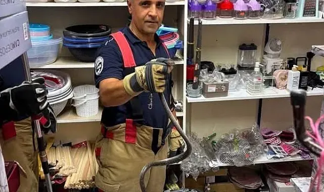 Hatay'da yerleşim alanlarına giren yılanlar doğal yaşam alanına bırakıldı