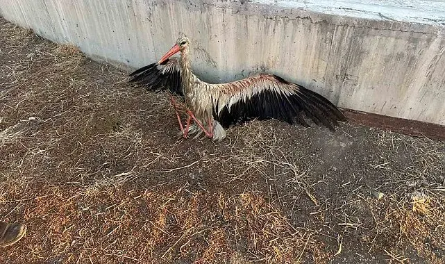 Kanala düşen leyleği itfaiye kurtardı
