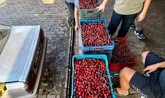 Dünya sofralarını süsleyen 'Napolyon' kirazda bereket yaşanıyor