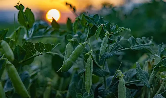 Toprağın bereketi SuperFresh'in 'hasat'ıyla yılın 365 günü sofralarda