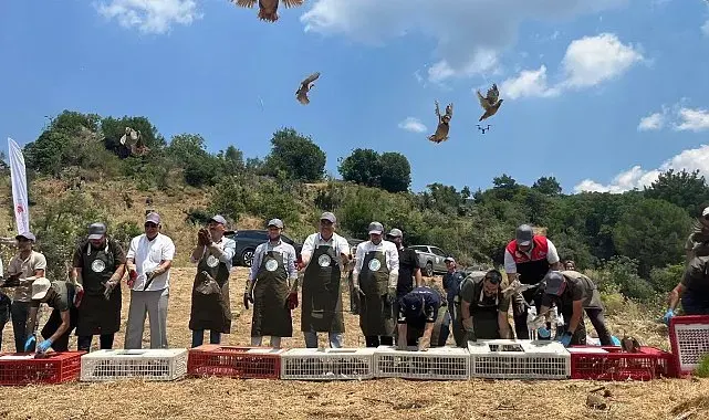 Havran'da keklikler doğal yaşam alanlarına bırakıldı