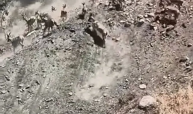 Elazığ'da sürü halinde dağ keçileri görüldü
