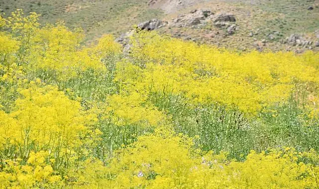 Şırnak yaylaları sarı rengine büründü