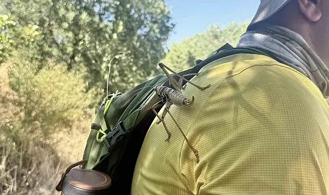Diyarbakır'da görülen etçil çekirgeler boyutlarıyla dikkat çekti