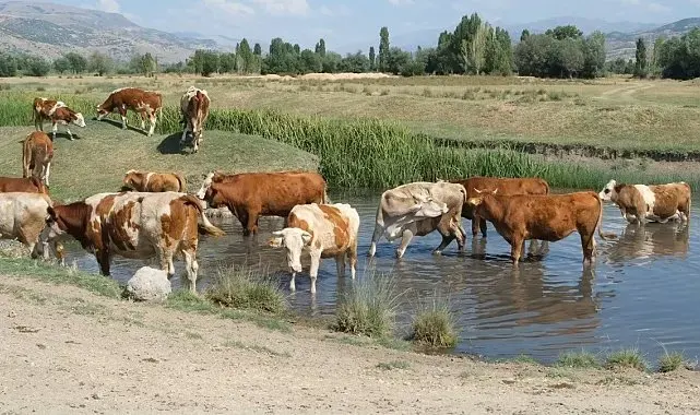 Aşırı sıcaklar inekleri de suya indirdi