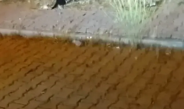 Elazığ'da kedi ile yılanın mücadelesi kamerada