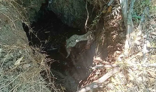 Definecilerin kazdığı çukura düşen dana AFAD ekiplerince kurtarıldı