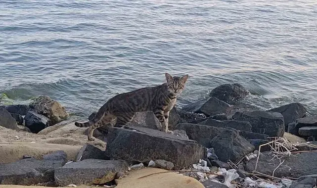 Tekirdağ sahili sıcak havada sessizliğe büründü: Sahilin yeni sahipleri kediler oldu