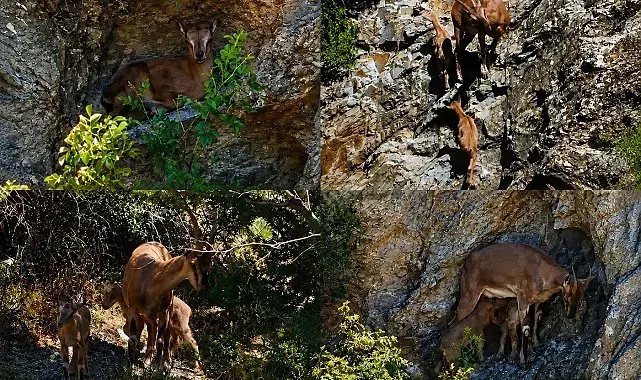 Munzur Dağları'nda anne ve iki yavru dağ keçisi görüntülendi