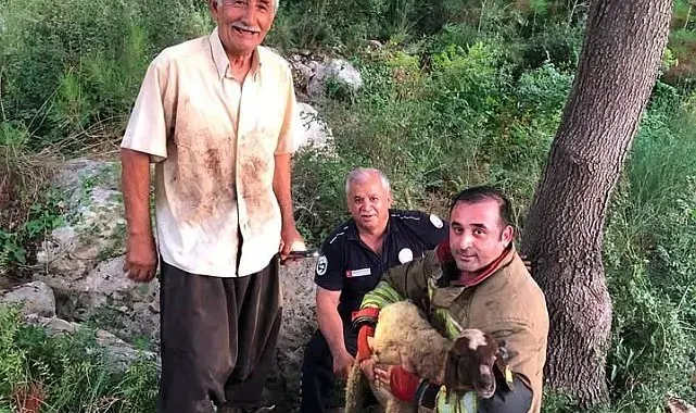 İskenderun'da dereye düşen koyun itfaiye ekiplerince kurtarıldı