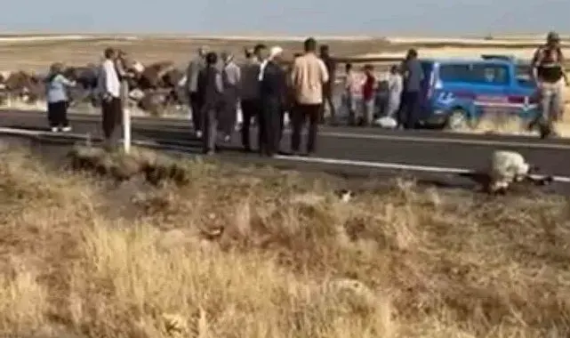 Siverek'te işçi minibüsü koyun sürüsüne daldı: 25 koyun telef oldu