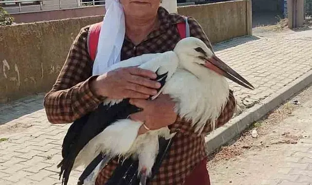 Yerde bitkin halde bulduğu yaralı leyleğe sahip çıktı