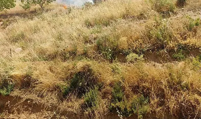 Kurtalan'da fıstık bahçesinde çıkan yangında 95 ağaç kül oldu