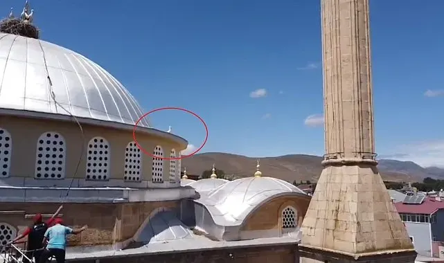 Bayburt'ta yuvasına dönemeyen yavru leylek ekipleri harekete geçirdi