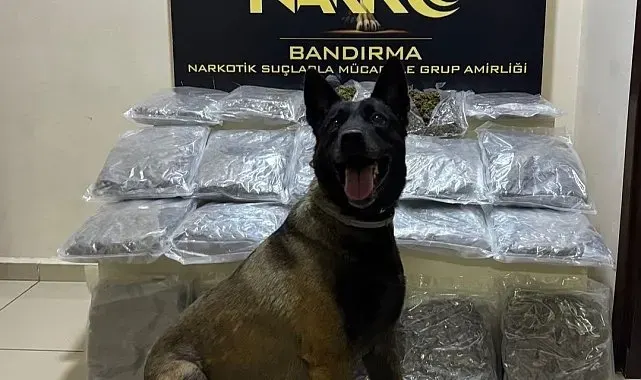Bandırma'da gübre torbalarının altına gizlenen 11,2 kilo skunk ele geçirildi