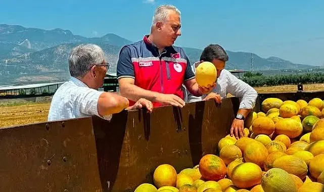 Tescilli Kırıkhan kavununda hasat devam ediyor
