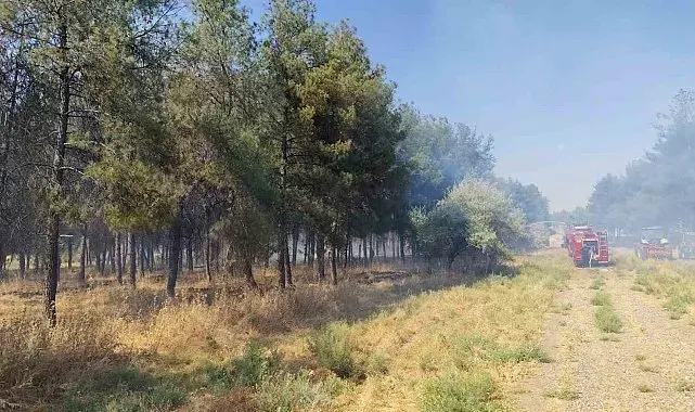Dicle Üniversitesi yerleşkesinde örtü yangını