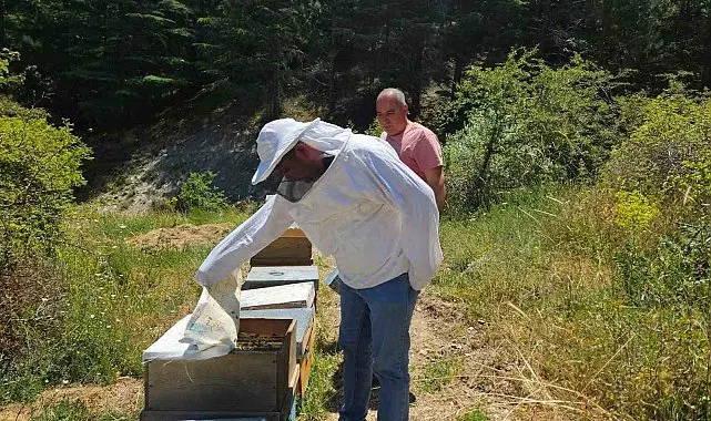 'Arıcılık Kayıt Sistemi' güncelleme çalışmaları sürüyor