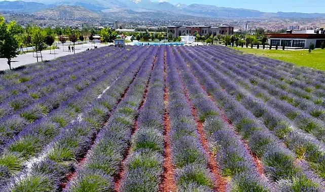Büyükşehirin lavanta bahçesi, Erciyes manzarasıyla ziyaretçilerini büyülüyor