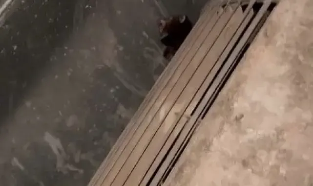 Havalandırma kazanına düşen 2 yavru kediyi öğretmen ve personel kurtardı
