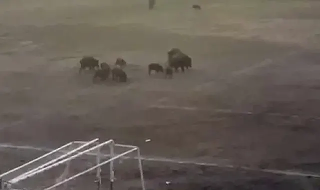 Milas'ta yaban domuzları futbol sahasını mesken tuttu