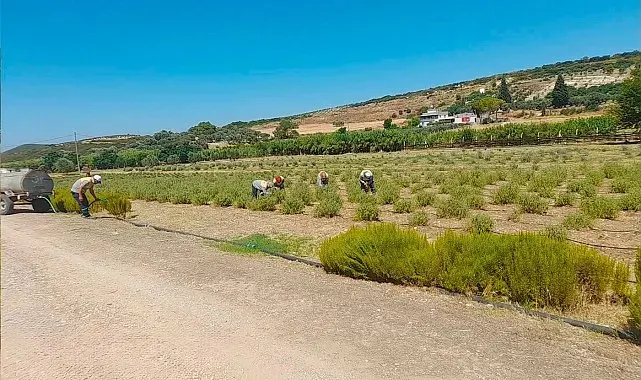 Didim Belediyesi fidanlığında üretim büyüyor