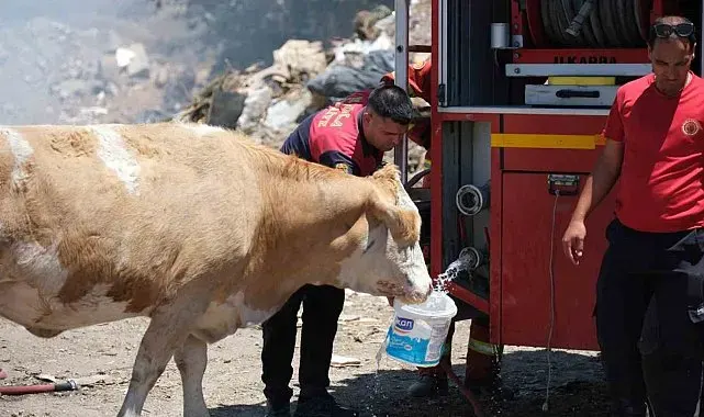 Yangın bölgesinde susayan ineklere temiz can suyu