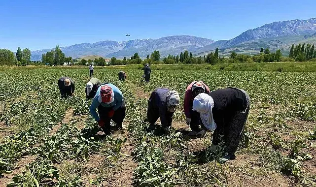 Erzincan'da kadın tarım işçileri kavurucu sıcakta pancar mesaisi yapıyor