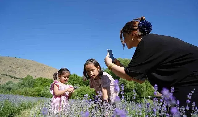 Erzincan'daki lavanta bahçesi ziyaretçilerin ilgi odağı oldu