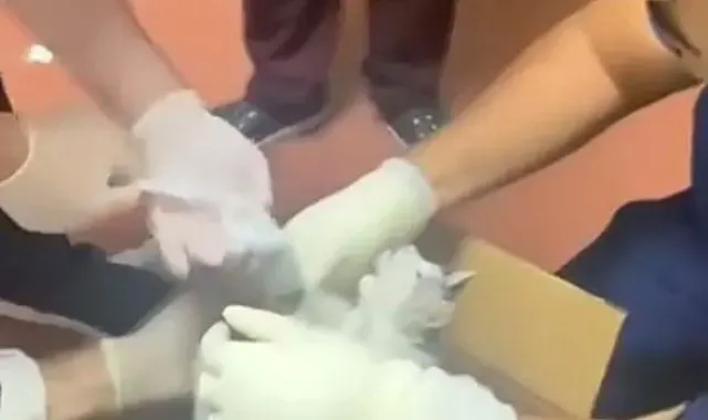 Bu kez hastaya değil, kediye müdahale