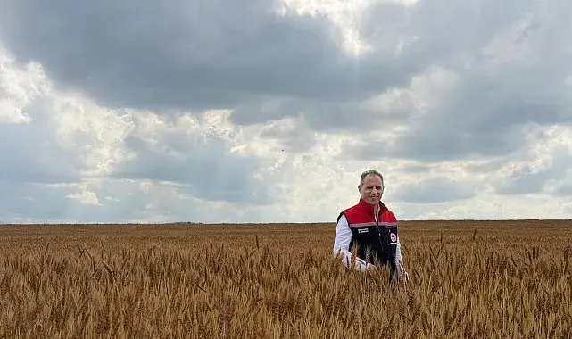 Kars'ta taner buğdayı umut veriyor