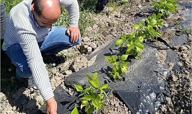 Yüksekova'da sera ve bahçelerde denetim
