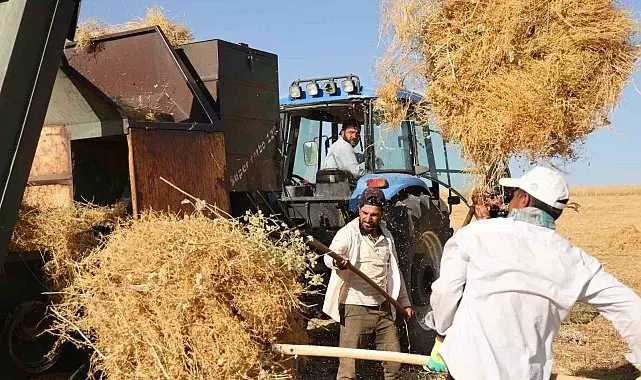 Diyarbakır'da yüksek sıcaklıkta hasat