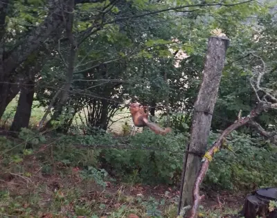 Sinop'ta Tellere Takılan Sincap Ekiplerin Müdahalesiyle Kurtarıldı