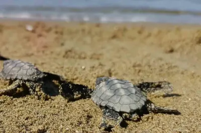 Kuşadası Sahilinde Sürpriz Caretta Caretta Çıkışı: 61 Yavru Denizle Buluştu