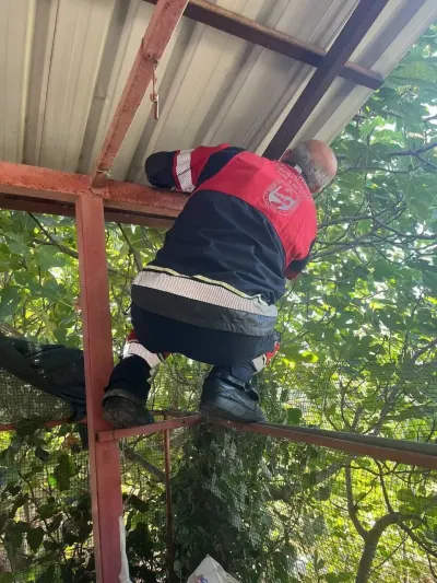 Hatay'da Bahçede Görülen 1.5 Metrelik Karayılan Korkuttu: İtfaiye Ekipleri Doğaya Saldı