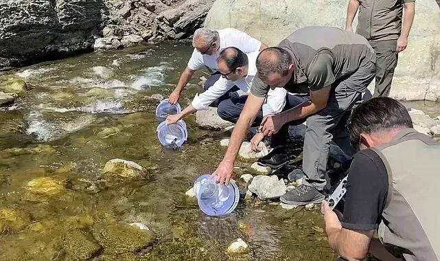 İki sel felaketinden etkilenen İlişi Çayı'na 15 bin alabalık salındı