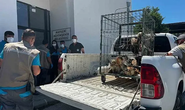 Rehabilitasyonu tamamlanan 35 yaban kuşu doğayla buluşturuldu