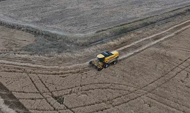 Sincan'da tahıl hasadı başladı