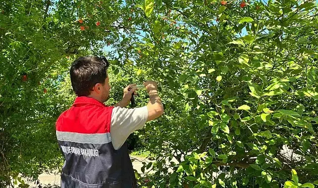 Rize'de kokarca zararlısına karşı doğaya "Samuray Arısı" salındı