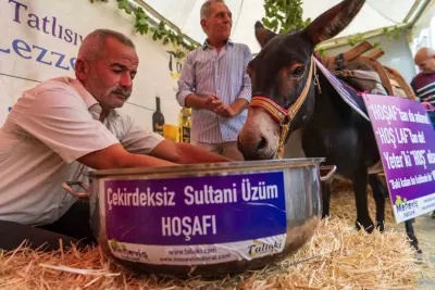 Manisa'da İlginç Festival Tanıtımı: Eşeğe Hoşaf İçirdiler