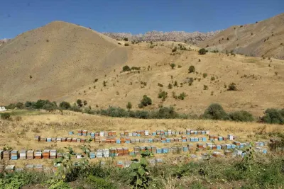 Şırnak Dağlarından Londra’ya Uzanan Başarı Hikayesi: Altın Kalite Ödüllü Yayla Balı