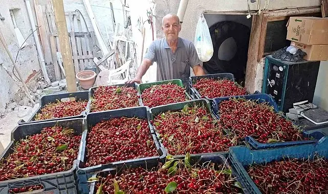 Hisarcık'ta vişne alımları başladı, üretici fiyatlardan memnun değil