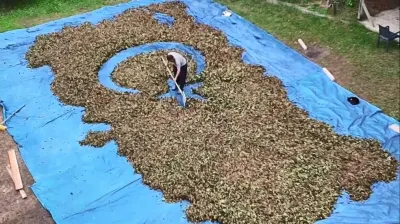 Ordu'da Çiftçiden Fındık Harmanında Sıra Dışı Sanat: Türkiye Haritası ve Bayrak Çizdi
