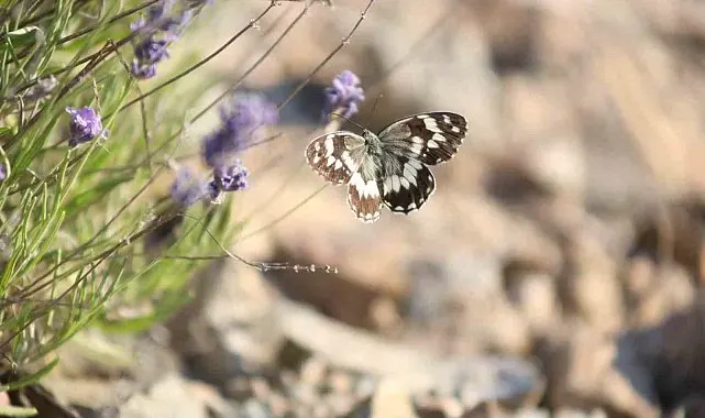 Harput'ta lavanta üzerindeki kelebeklerden görsel şölen