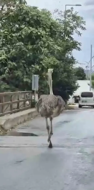 Şile'de Hayvanat Bahçesinden Kaçan Deve Kuşu Trafikte Korku ve Şaşkınlık Yarattı