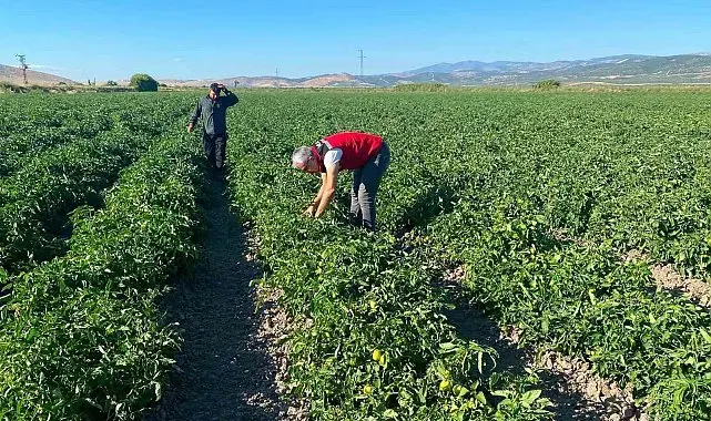 Akhisar'da ürünler teknik ekiplerin yakın takibinde