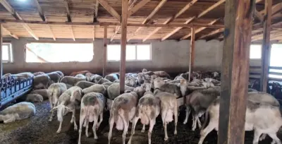 Tekirdağ'da Lacaune Koyunu ile Süt Üretimi: Ahırdan Başlayan Hayal Çocuklara Miras Kalacak