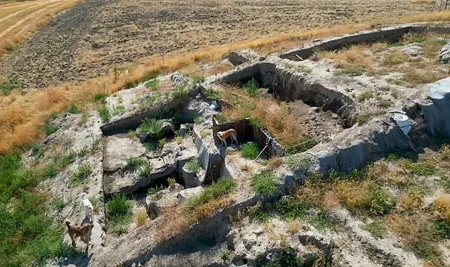 Milattan Önce 2000'li yıllara ait kazı alanı sokak köpeklerinin meskeni haline geldi